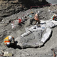 Image for article titled A Well-Preserved Whale Fossil Has Been Discovered on a California Mountain